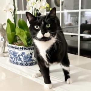 Meet your Posher, Janet